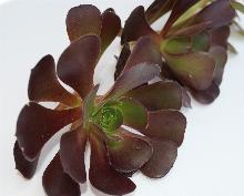 Aeonium_'Velour'