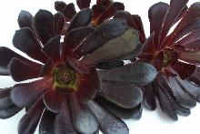 Aeonium_'Zwartkop'