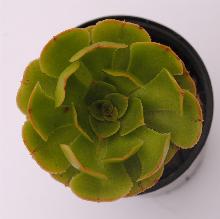 Aeonium_arboreum_-_Green