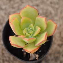 Aeonium_haworthii