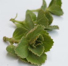 Coleus_neochilus