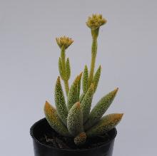 Crassula_'Surprise_Party'