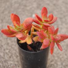 Crassula_nudicaulis_var_platyphylla_'Burgundy'