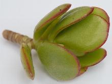 Crassula_ovata