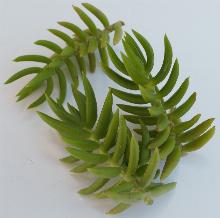 Crassula_tetragona