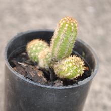 Disocactus_flagelliformis