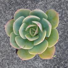 Echeveria_imbricata