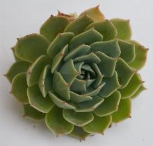 Echeveria_secunda_var._glauca