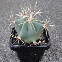 Ferocactus_electracanthus