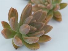 Graptosedum_'Francesco_Baldi'