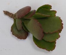 Kalanchoe_blossfeldiana_'Candy_Canes'