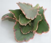 Kalanchoe_fedtschenkoi_'Variegata'