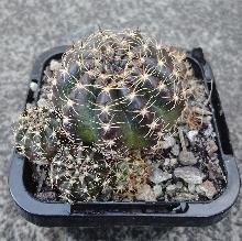 Lobivia_arachnacantha_-_Red_Form