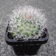 Mammillaria_bocosana_var._roseaflora