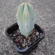 Myrtillocactus_geometrizans