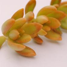 Sedum_adolphii