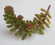 Sedum_album