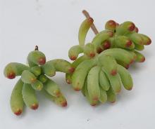 Sedum_pachyphyllum