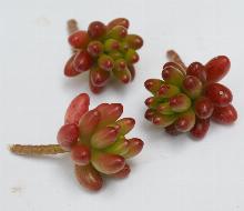 Sedum_rubrotinctum