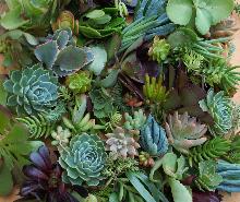 Succulent_Cuttings_-_Assorted