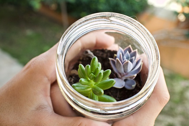 Holding Succulents