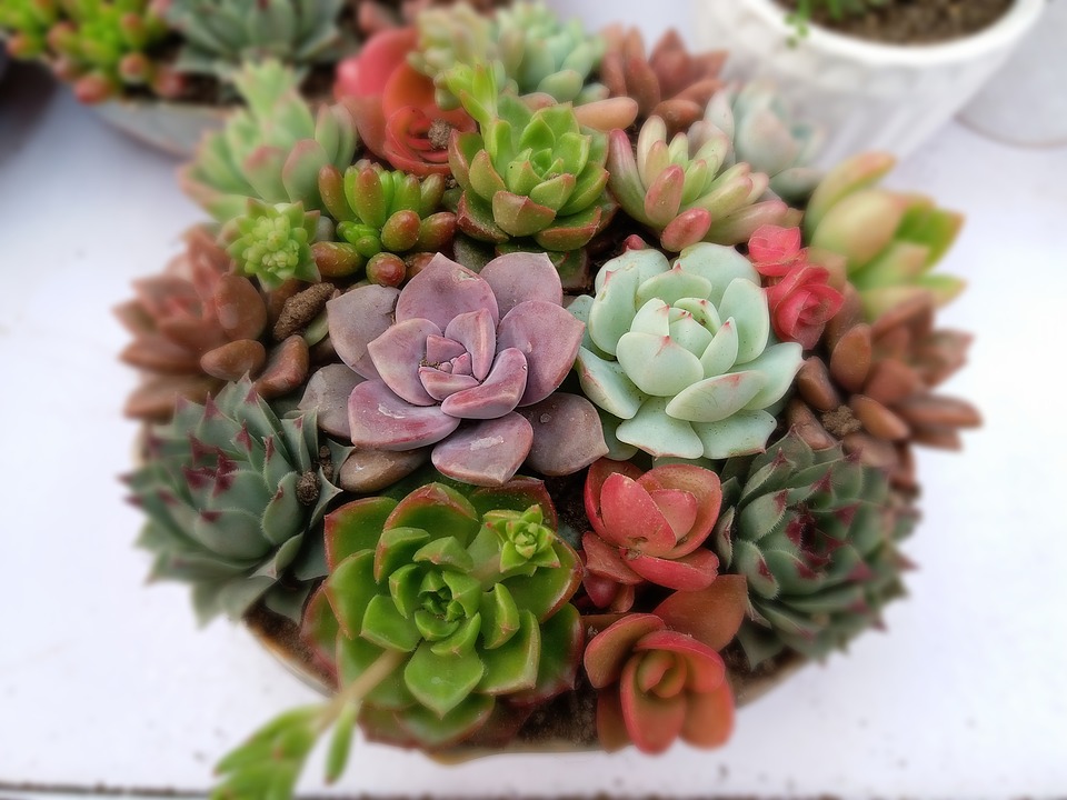 Succulent Planter